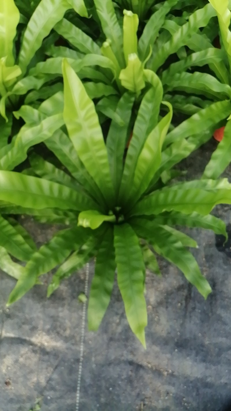 盒栽花卉