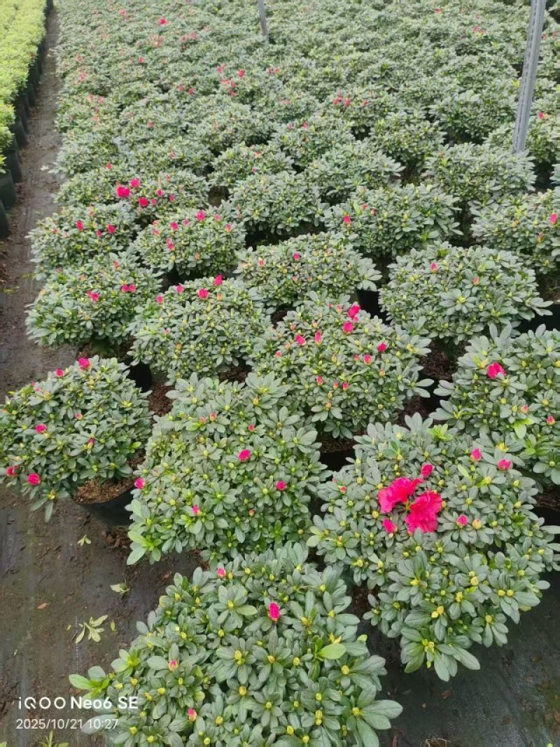 盒栽花卉