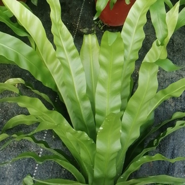 盒栽花卉