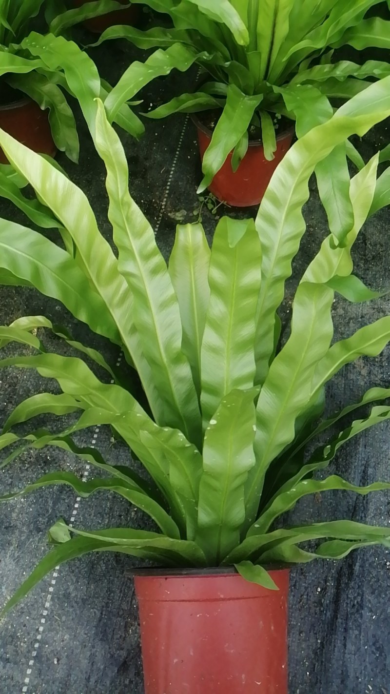 盒栽花卉