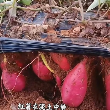 云南高原蜜薯