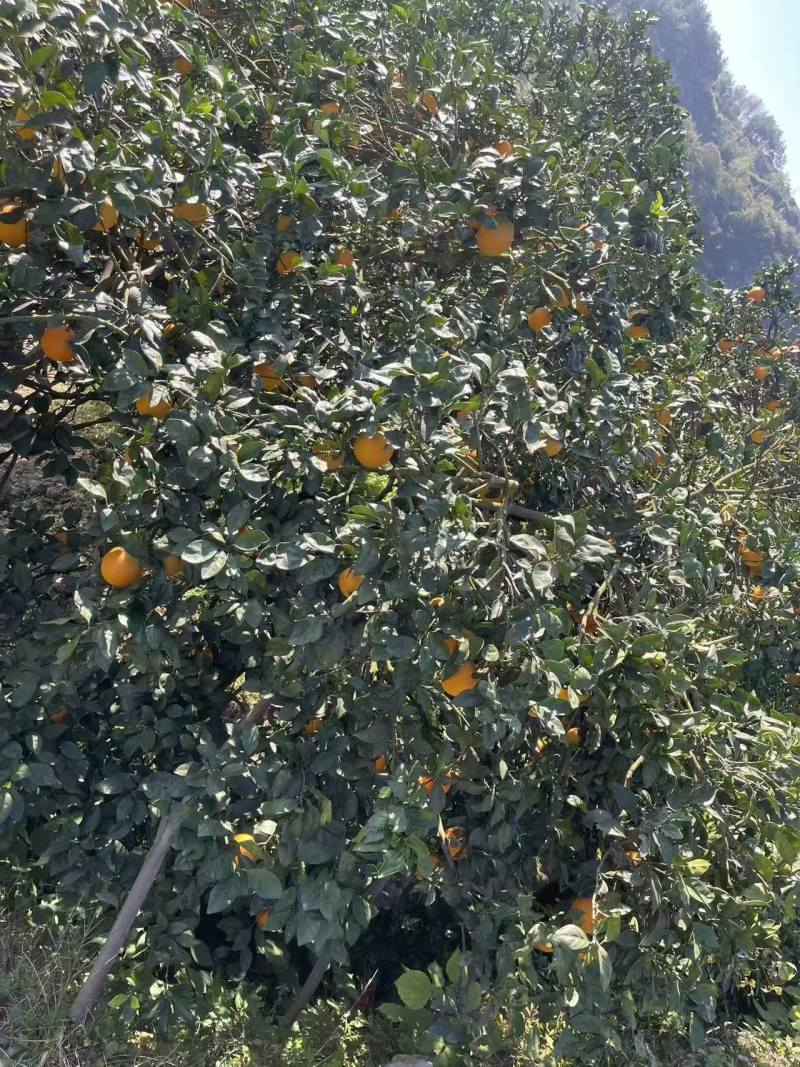 湖南脐橙