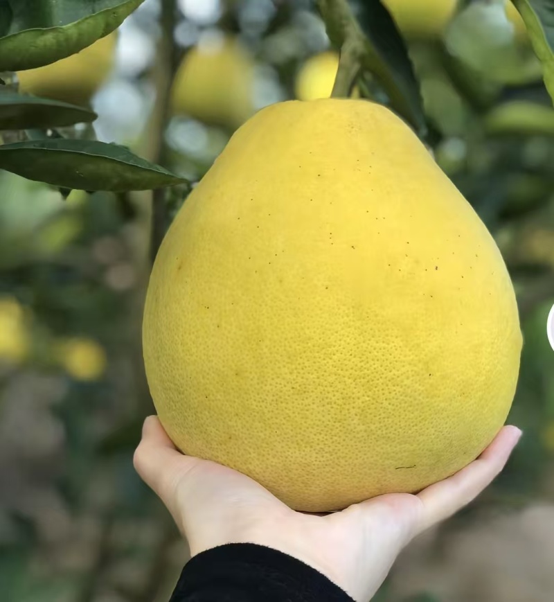 贵州铜仁万山香柚