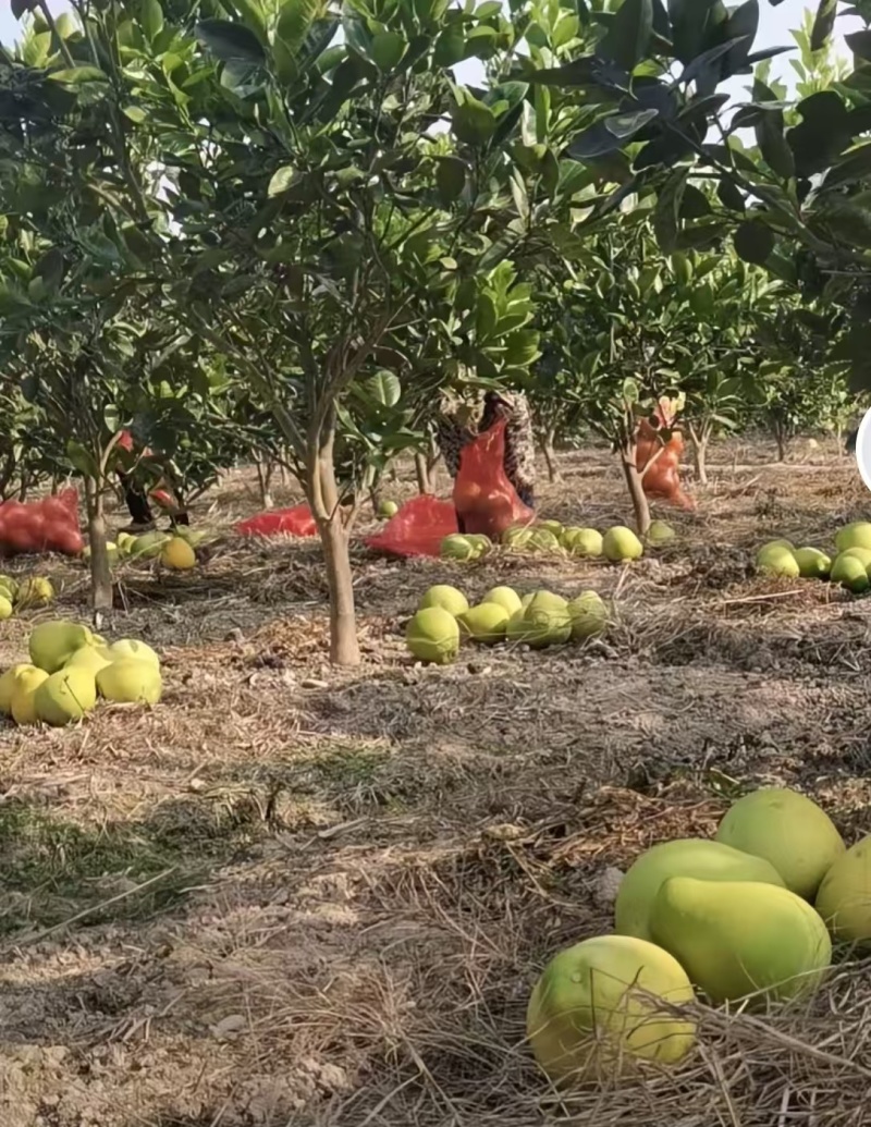 贵州铜仁万山香柚