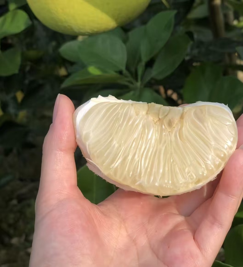 贵州铜仁万山香柚
