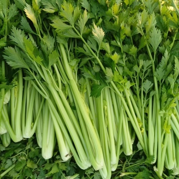 河南西芹