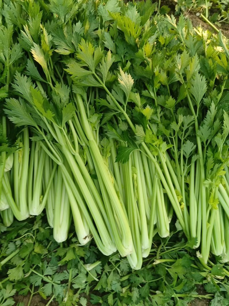 河南西芹
