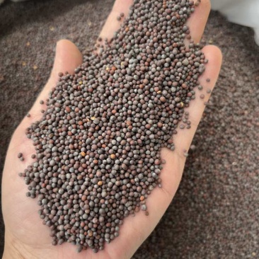 批发黑芥末籽香辛调味料西餐调料长期大量供应量大价优询价详谈