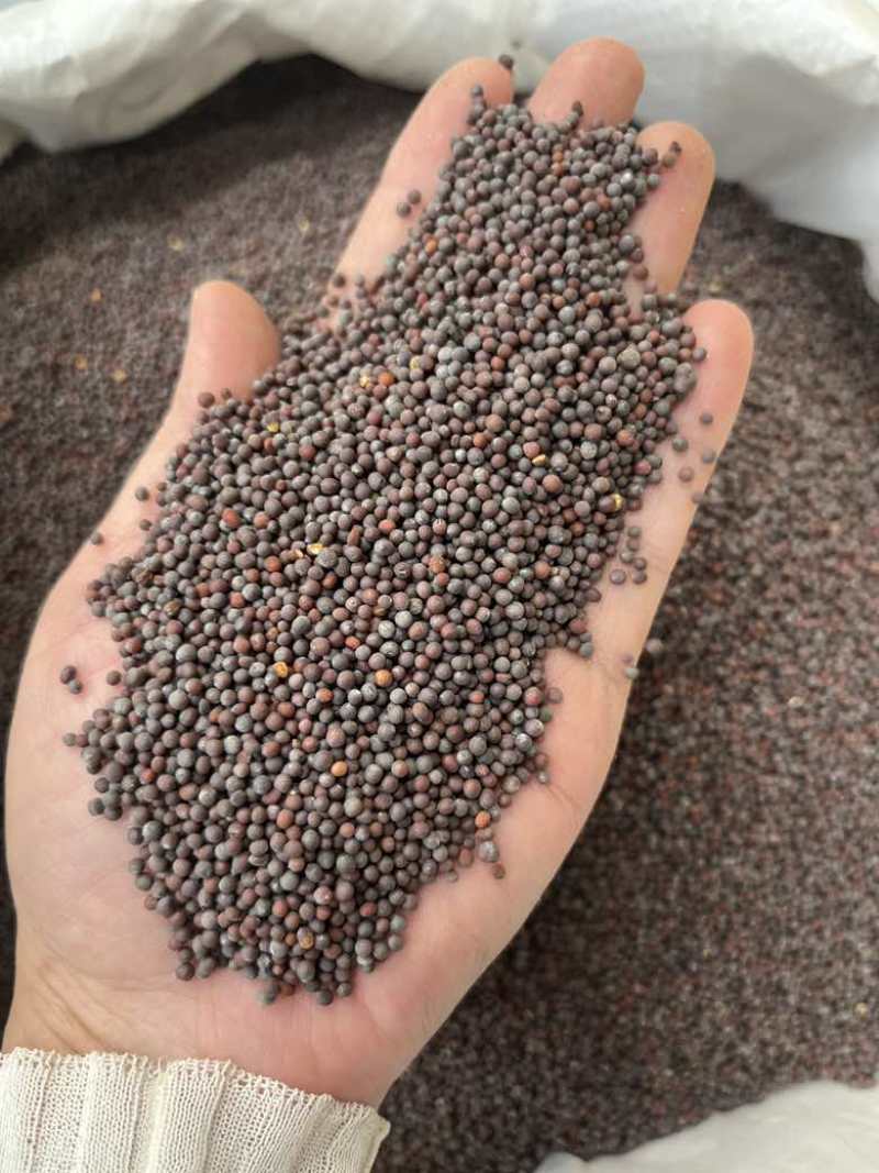 批发黑芥末籽香辛调味料西餐调料长期大量供应量大价优询价详谈