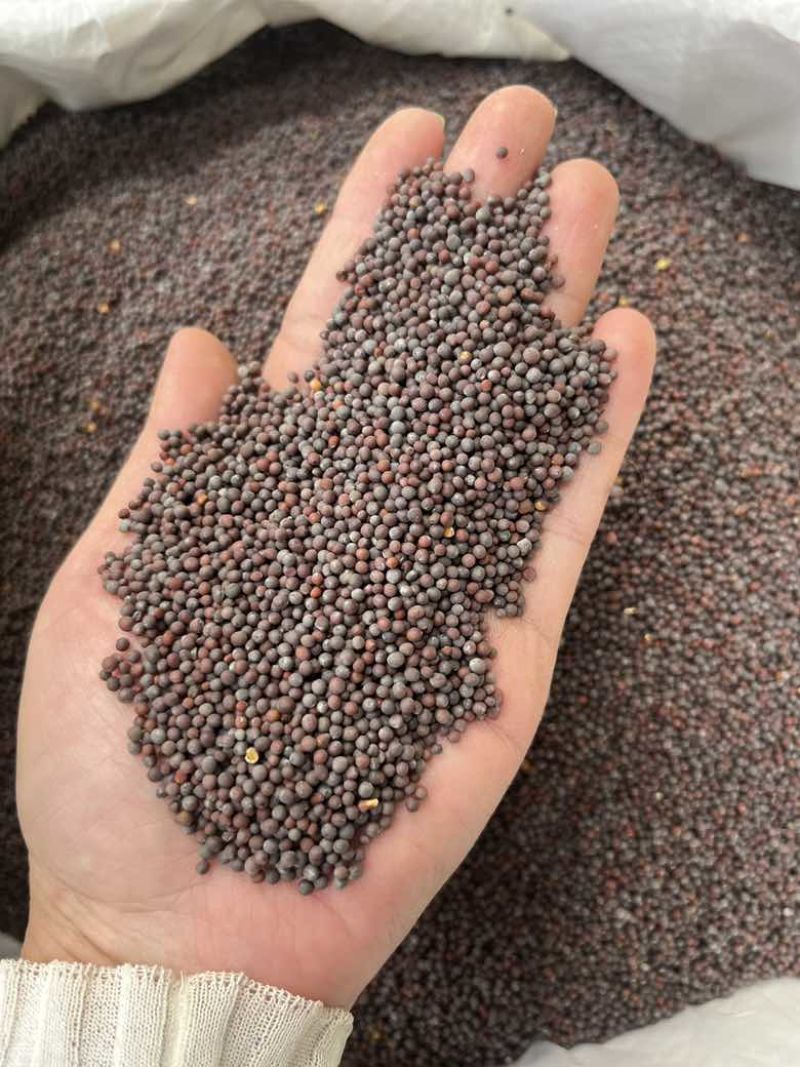 批发黑芥末籽香辛调味料西餐调料长期大量供应量大价优询价详谈