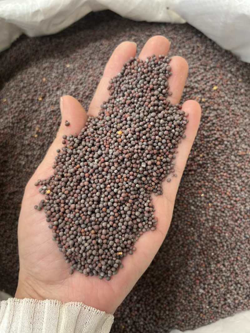 批发黑芥末籽香辛调味料西餐调料长期大量供应量大价优询价详谈