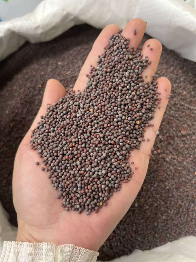 批发黑芥末籽香辛调味料西餐调料长期大量供应量大价优询价详谈