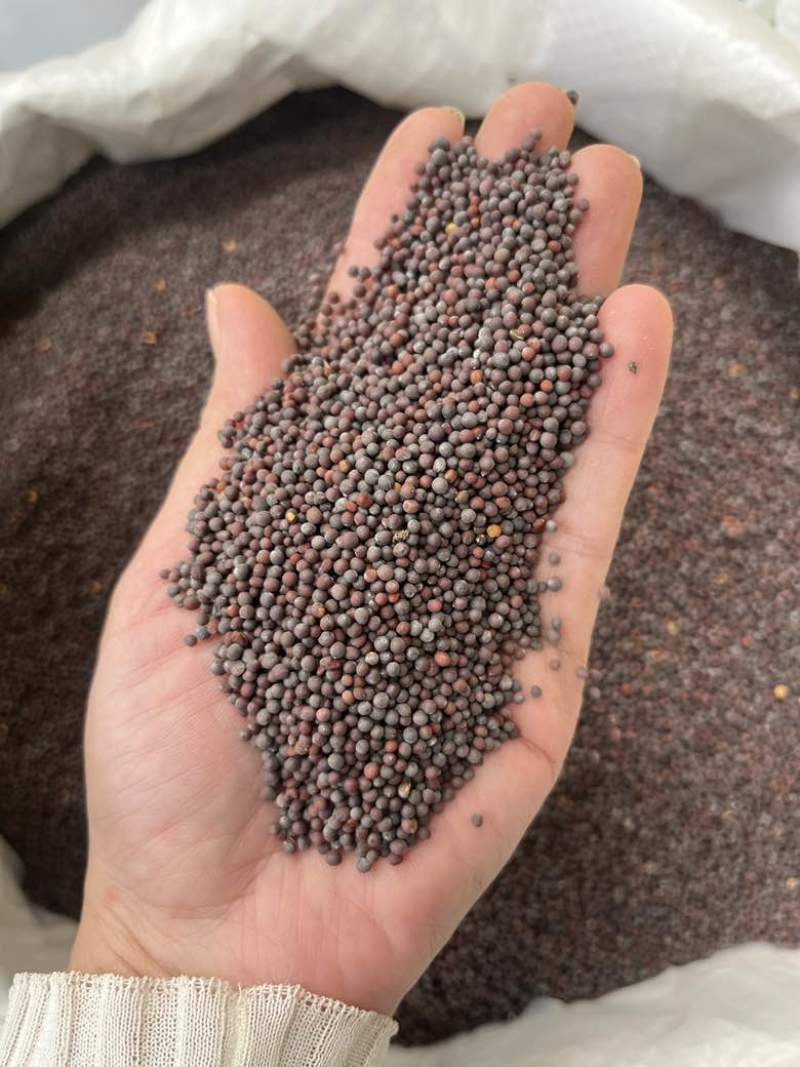 批发黑芥末籽香辛调味料西餐调料长期大量供应量大价优询价详谈