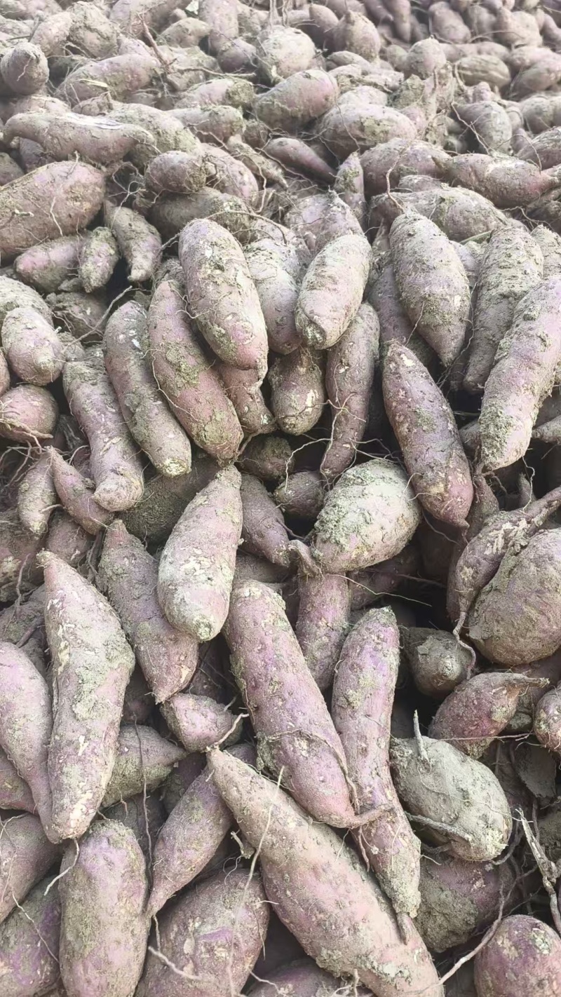 商薯19