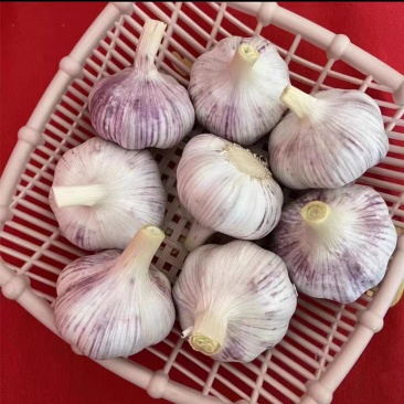 金乡大蒜品质**