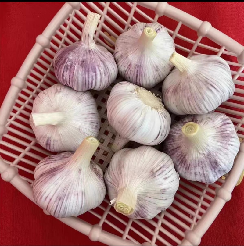 金乡大蒜品质**