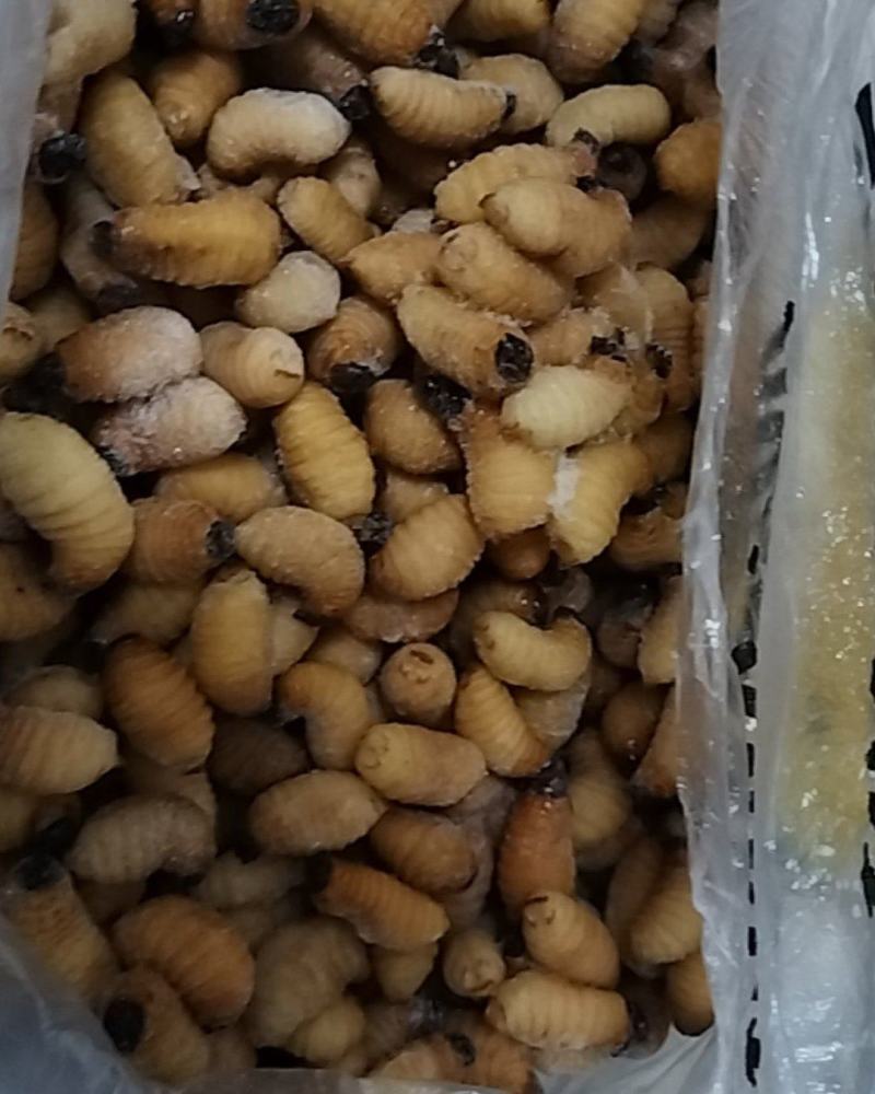 冰冻鲜活竹虫笋蛹已经清肠了保证口感