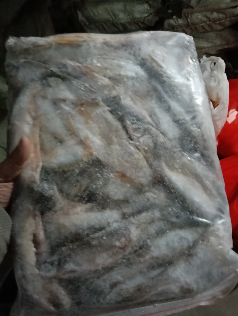 17厘米长的翘嘴鱼