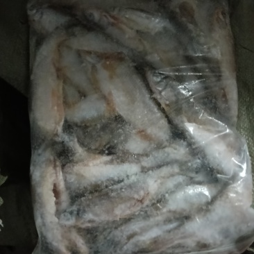 17厘米长的翘嘴鱼