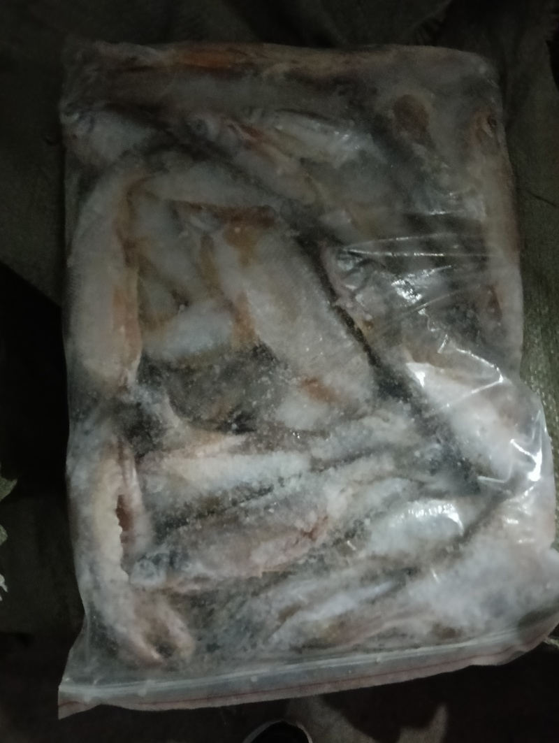 17厘米长的翘嘴鱼