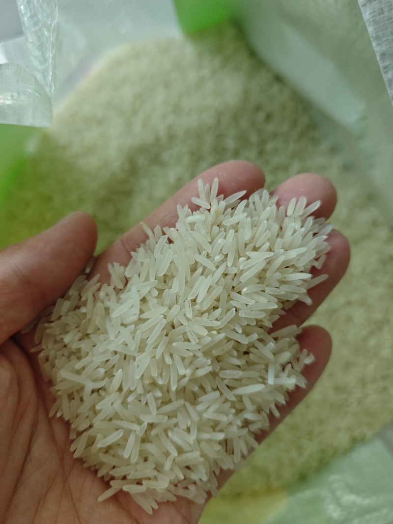 江西鄱阳猫牙米