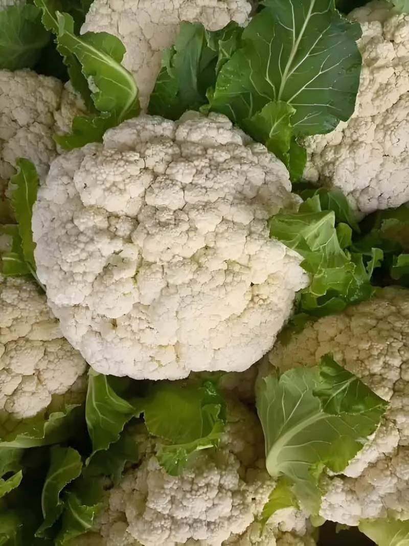 菜花，有需要的老板可以找我