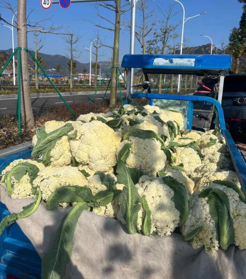 菜花，有需要的老板可以找我