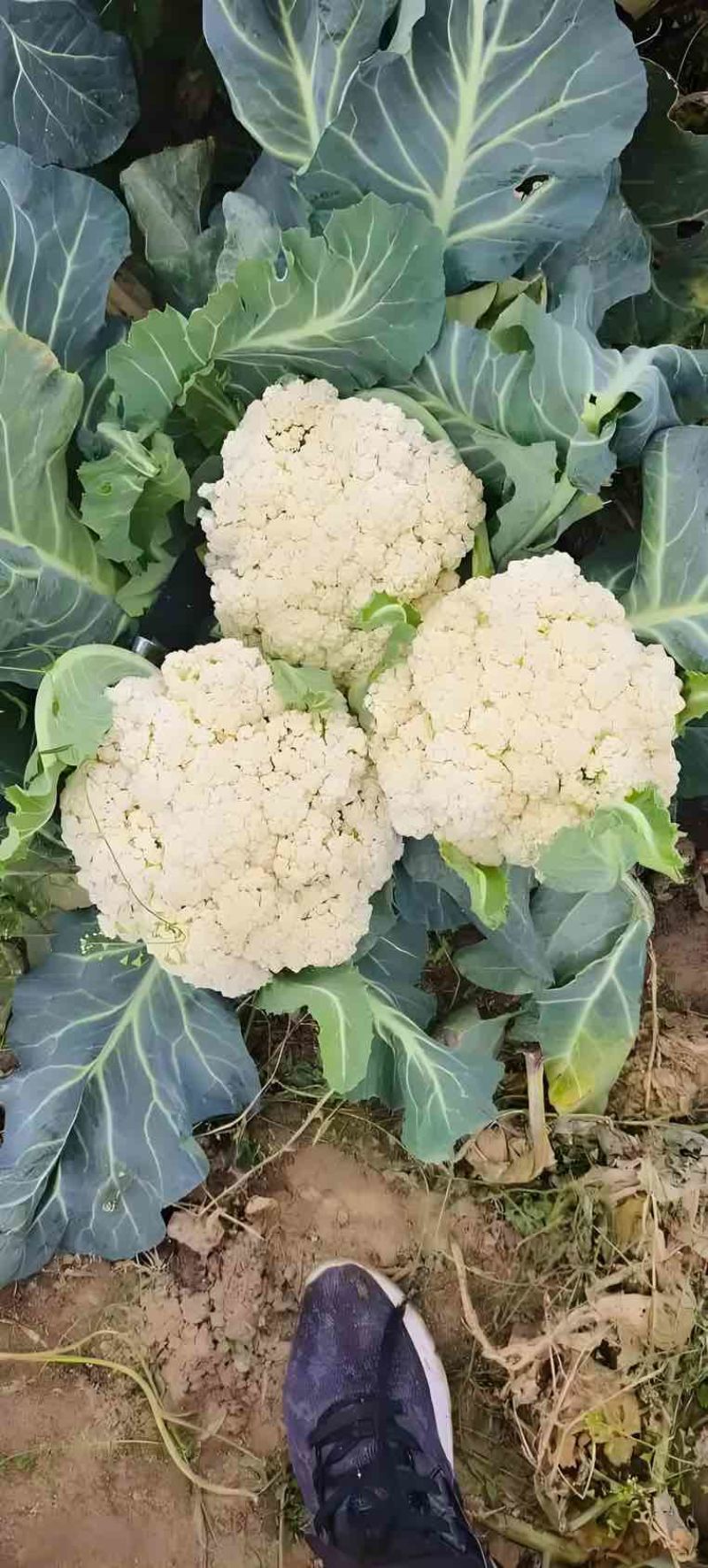 菜花，有需要的老板可以找我