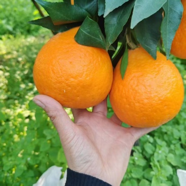 套袋爱媛