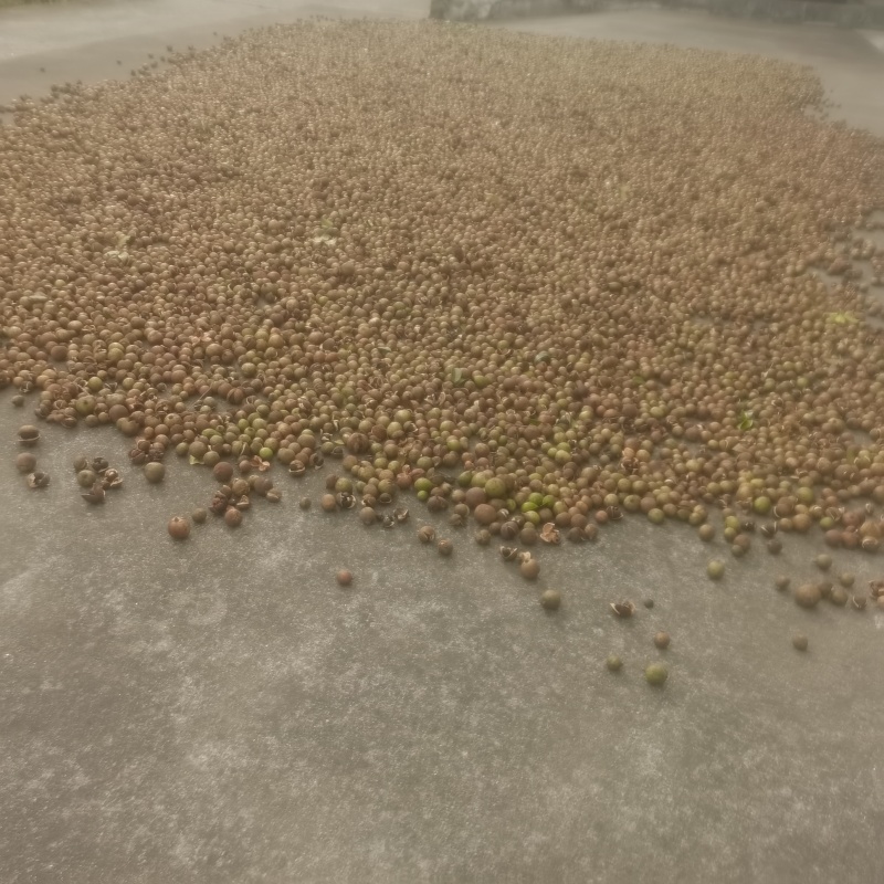 湖南老树山茶油。