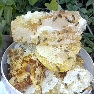 野生蜂蜜
