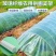 玻璃钢纤维杆（小拱棚支架）