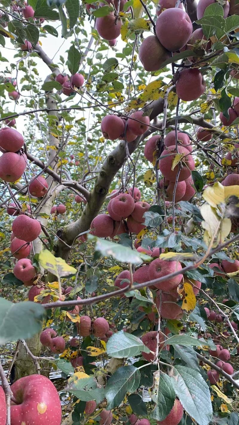 昭通糖心苹果，