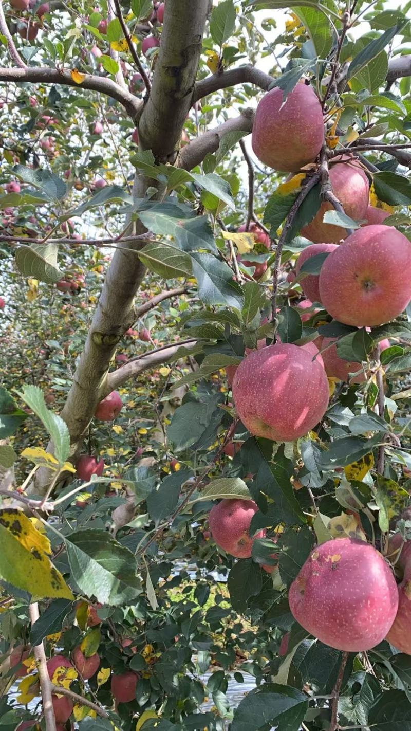 昭通糖心苹果，