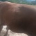土黄牛肉批发零售
