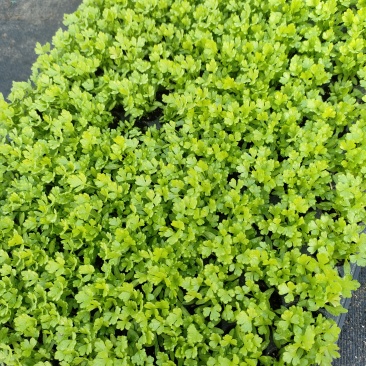 优质芹菜苗穴盘地拔