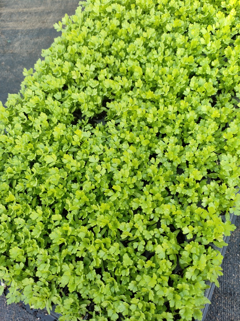 优质芹菜苗穴盘地拔