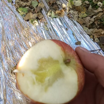 云南丑苹果
