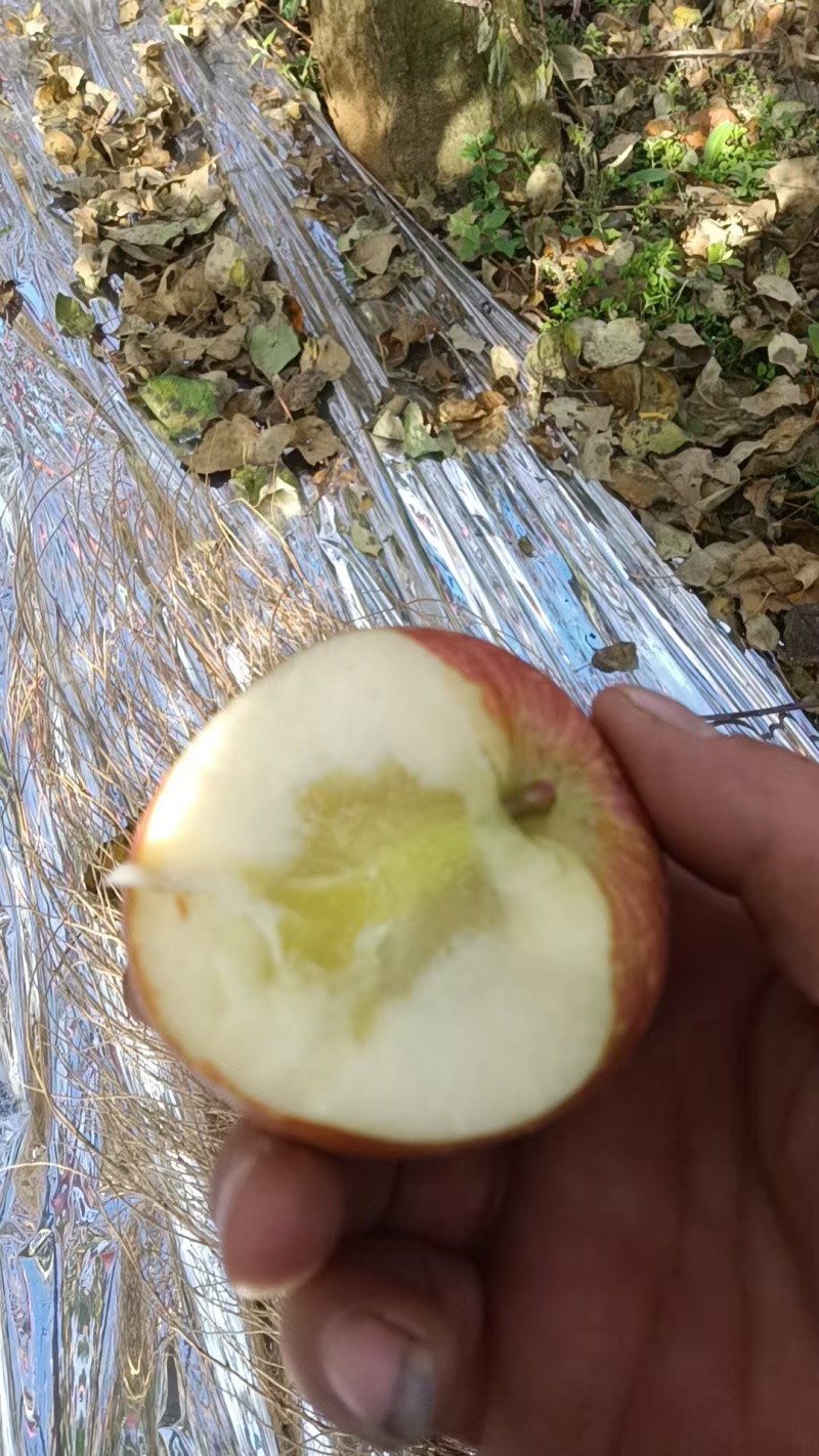 云南丑苹果