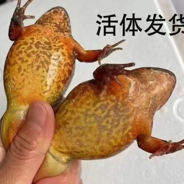 东北鲜活林蛙