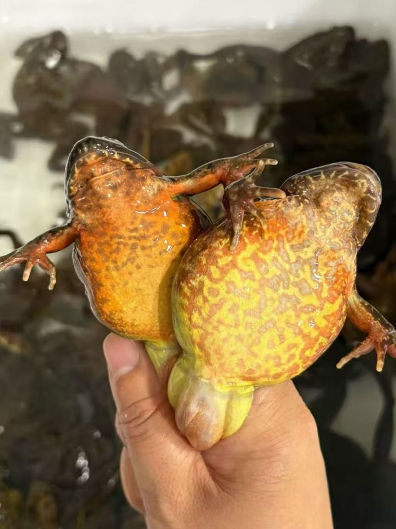 东北鲜活林蛙