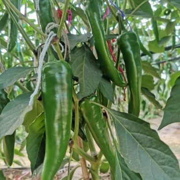 辣椒，每年产量约1000吨左右