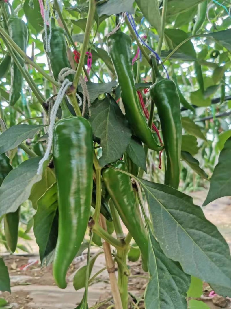 辣椒，每年产量约1000吨左右