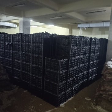 大量库存泥姜