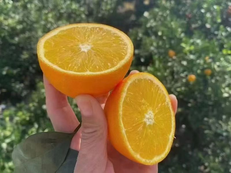 纽荷尔脐橙十斤一箱六十包邮，