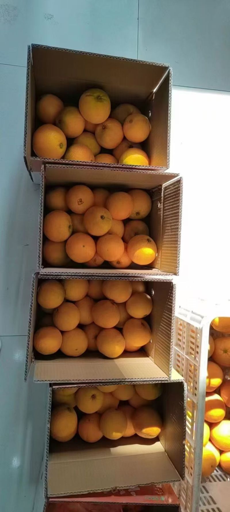 纽荷尔脐橙十斤一箱六十包邮，