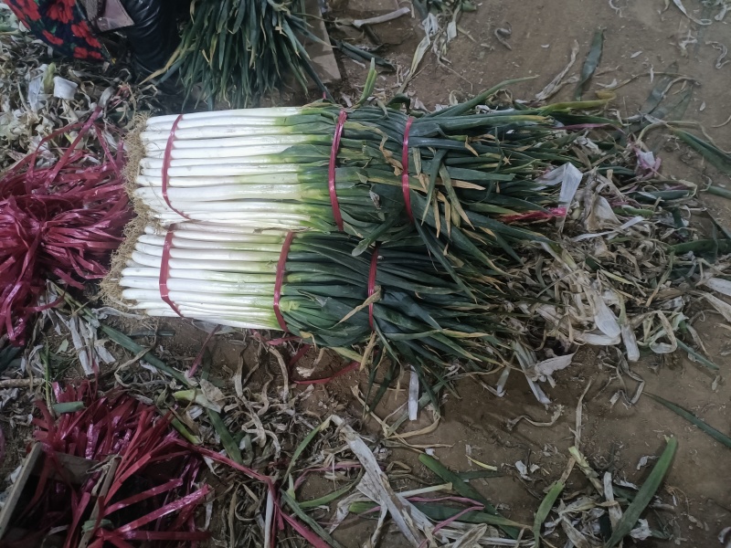 章丘大葱