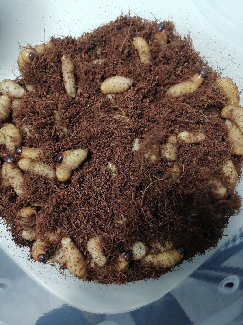 竹虫