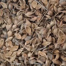 自产自销连翘鲜嫩到家正品保障全网特惠