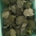 新鲜西兰花，保质保量，精品现货